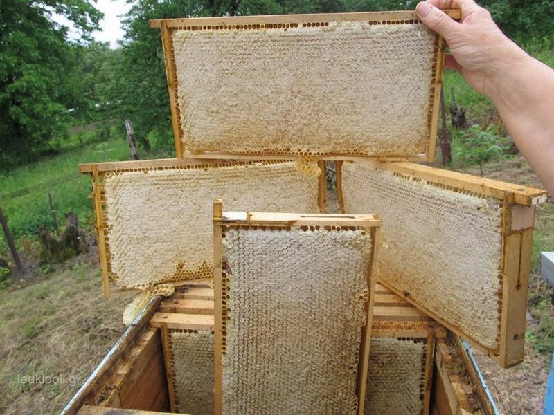 Σεμινάρια μελισσοκομίας στην Ελασσόνα
