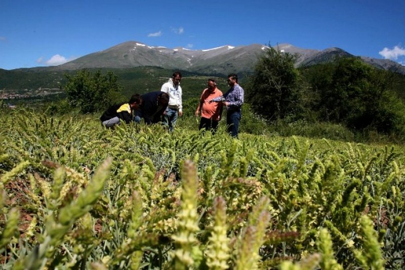 Καλλιέργεια Τσάι Ολύμπου – Το ρόφημα των Θεών