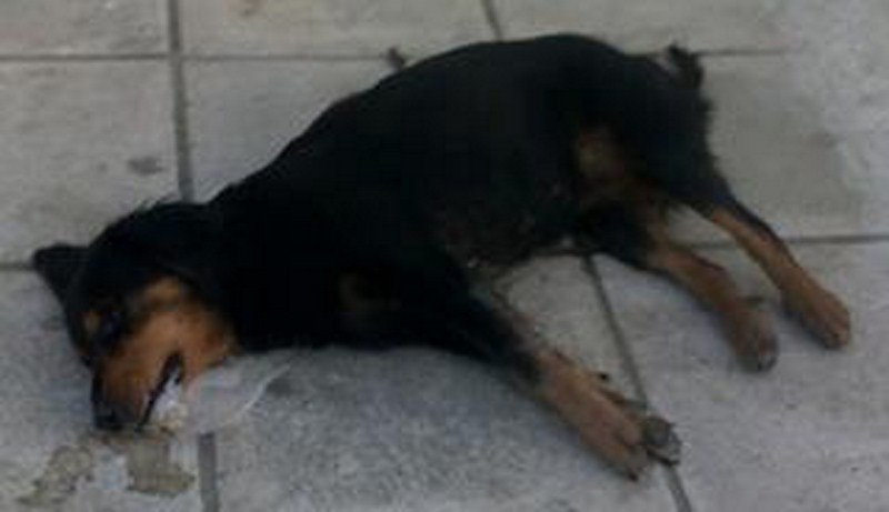Νεκροί …26 ποιμενικοί σκύλοι στο Κεφαλόβρυσο Ελασσόνας