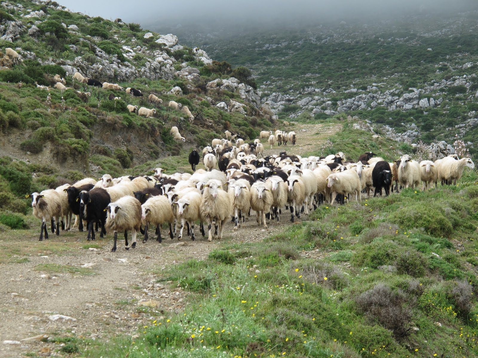 Α.Σ ΕΝΩΣΗ ΕΛΑΣΣΟΝΑΣ ΑΠΟΓΡΑΦΗ ΖΩΙΚΟΥ ΚΕΦΑΛΑΙΟΥ