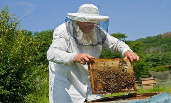 Συμμετοχή σχολείων στο πρόγραμμα για τη μελισσοκομία του Κ.Π.Ε. Ελασσόνας