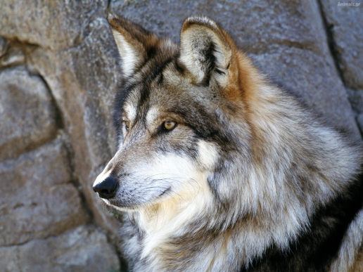 Θύμα τροχαίου λύκος στην Ελασσόνα