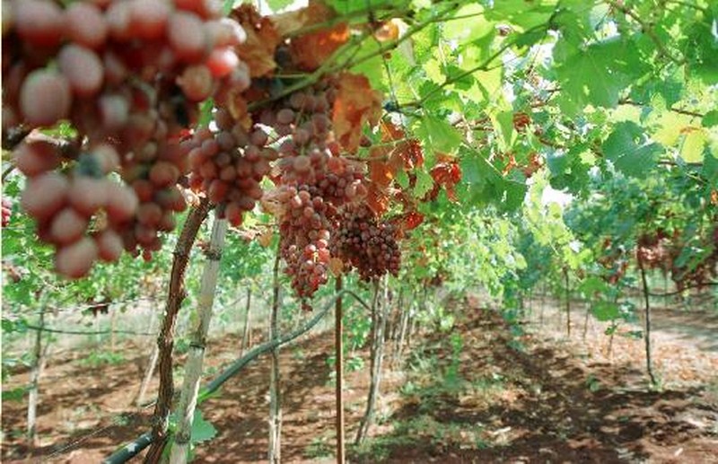 Αναδιάρθρωση αμπελουργικών εκτάσεων