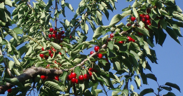 «Εξάγουμε φρούτα, αλλά εισάγουμε μαρμελάδα», του Αθανασίου Θεοδωράκη